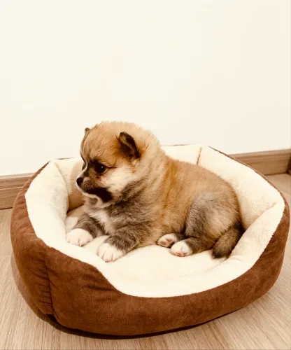Lulu da Pomerania laranja macho