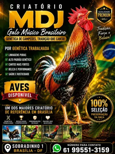 Galos /frangos/galinhas/ pintinhos.<br>Galo musico brasileiro <br> *