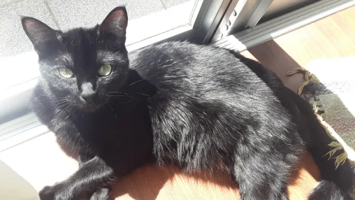 Gata para adoção