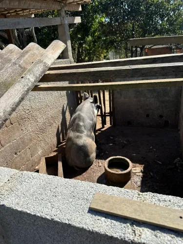 Porco caipira