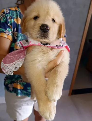 Golden Retriever com pedigree