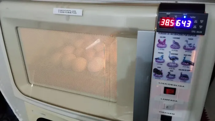 Vede-se chocadeira feita com caixa microondas com 100% de eclosão, toda automatizada