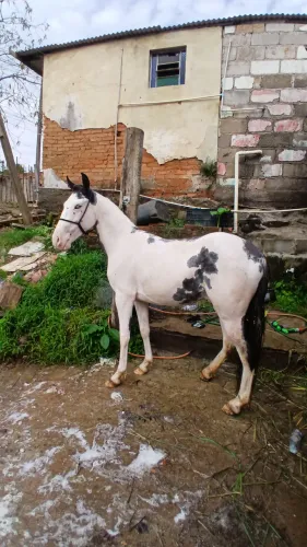 Potro pampa olho azul 
