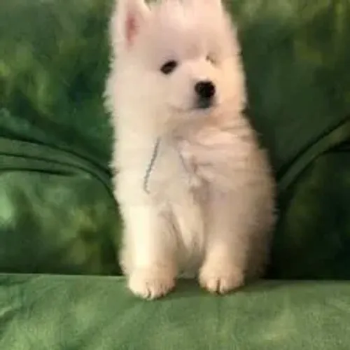 Samoyeda,Samoyeda Filhote Linda Linhagem Disponível
