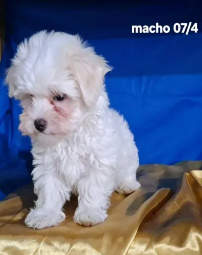 Maltês