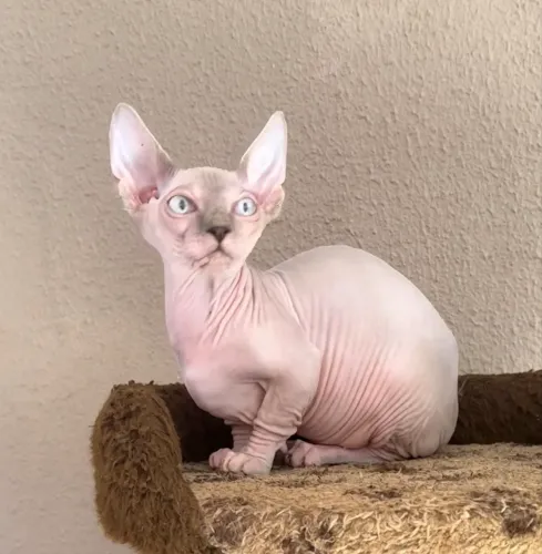 Filhotes Sphynx e Sphynx Bambino