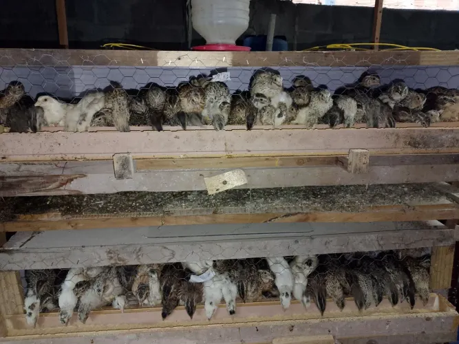 Codornas gigante 120 codorna todas gigantes macho e fêmeas misturado