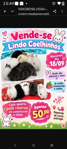 Coelhinhos filhotes