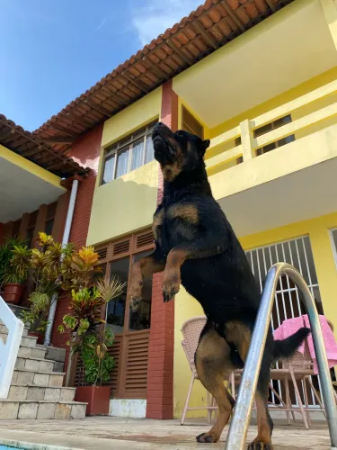 Procura-se namorada rottweiler