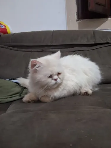 Lindo persa macho 2 anos