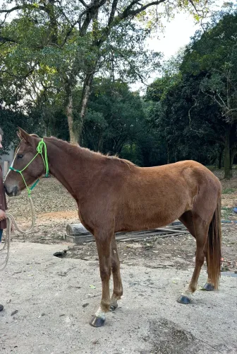 Potra alazã mestiça mangalarga
