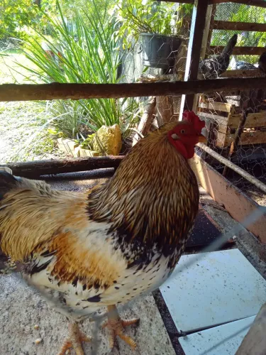 Galo formoso