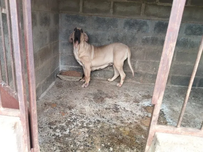 Lindo filhote de fila brasileiro macho.