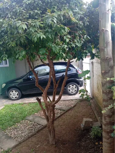 Árvore de jabuticaba 