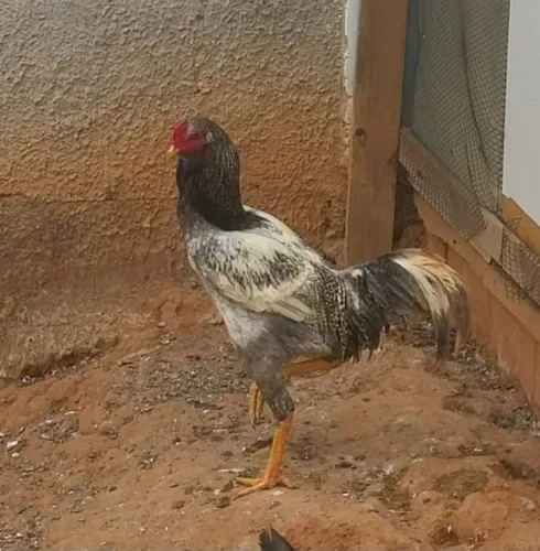Vendo galo índio