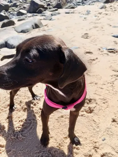 Doação de cachorrinha