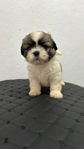 Cachorro