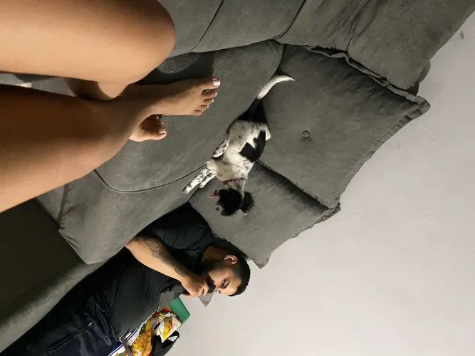 Doação de filhote de bodder collie