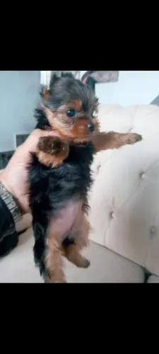 Disponível filhote de yorkshire Mini terrier