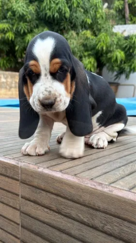 Basset Hound Filhote