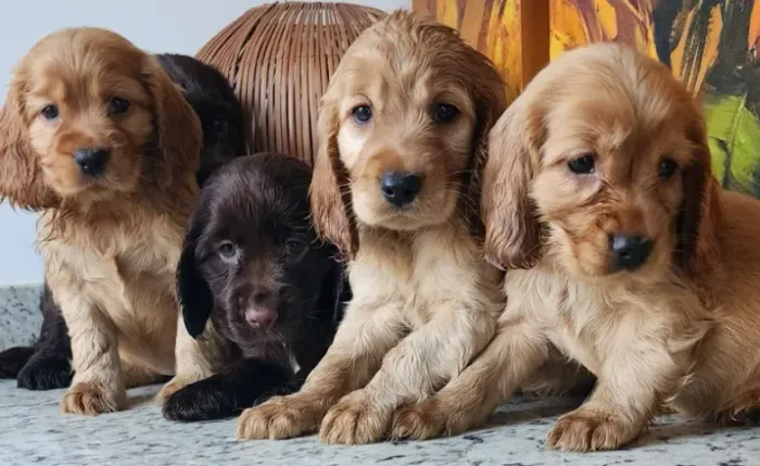 Lindos Filhotes de Cocker Com Pedigree!!
