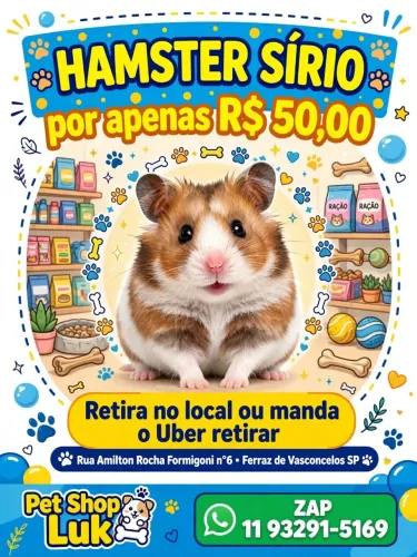 Hamster sírio