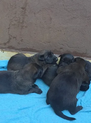 Filhote de Pastor Belga Malinois com Pedigree 