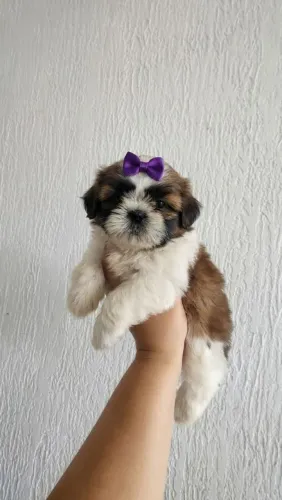 Filhote de Shih Tzu fêmea
