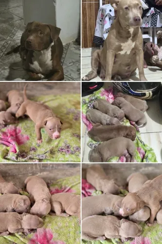 American Bully 