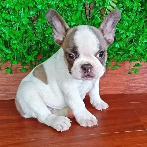Compro bulldog francês fêmea 
