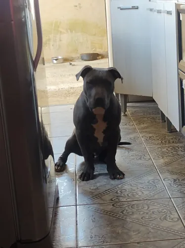 Pitmonster 