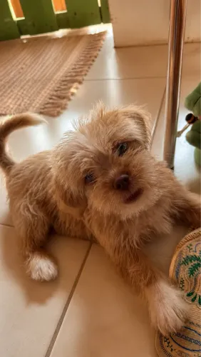 Cachorrinho