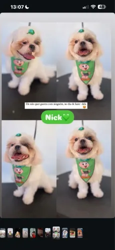 Cachorro
