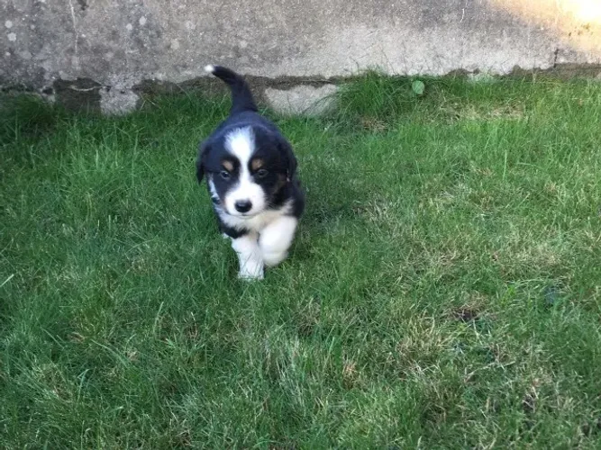 Compre Seu Border Collie com Confiança, Garantia e Entrega Especializada