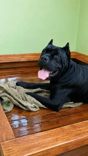 Filhotes de cane corso italiano