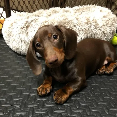 Dachshund - Filhotes Disponíveis para Conhecer e Escolher