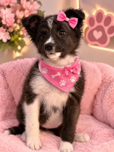 Perfeitinha bebê de border collie fêmea