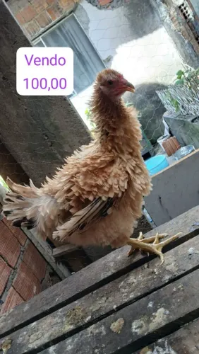 VENDO GALINHA
