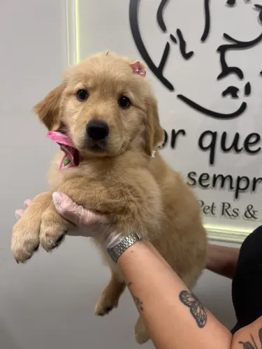 golden filhote bebe