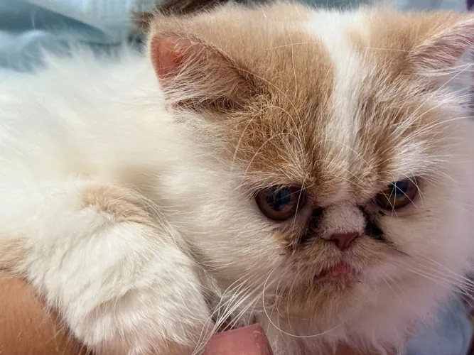 Gato Persa