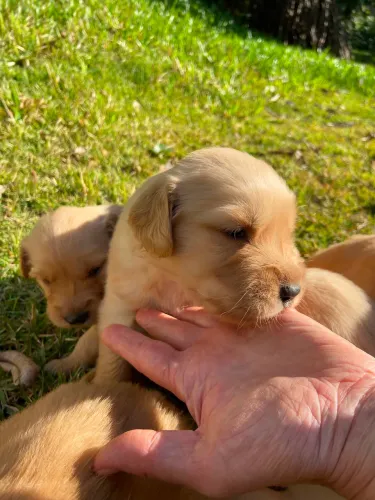 Golden retriever filhotes