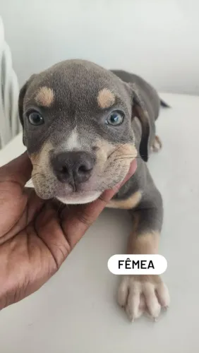 Filhotes de American Bully (DIVIDIMOS EM ATÉ 10X)