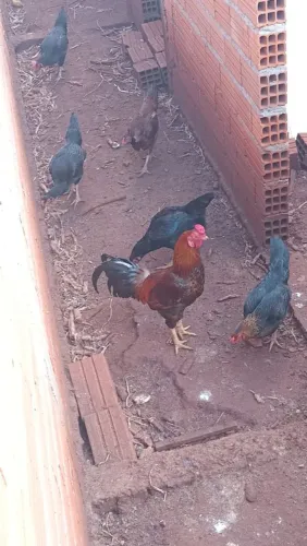 GALO INDIO NOVO