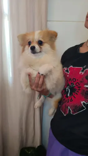 Lulu da Pomerânia