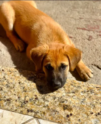 Doando esse lindo cãozinho Zezinho.