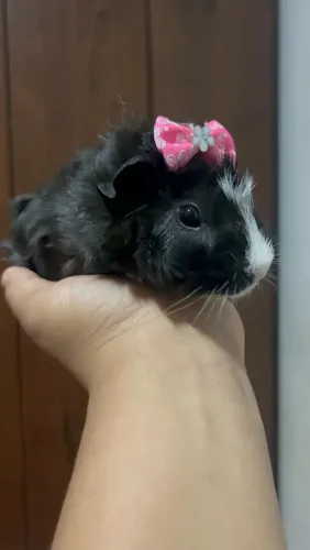 Porquinho-da-India + Gaiola