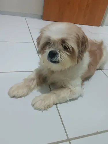 cachorra Lhasa Apso 