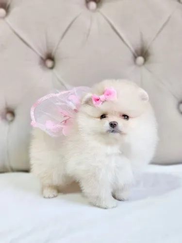 Spitz Alemão - Lulu da Pomerânia