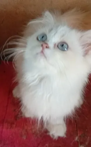 Gatinha persa linda olhos azuis 