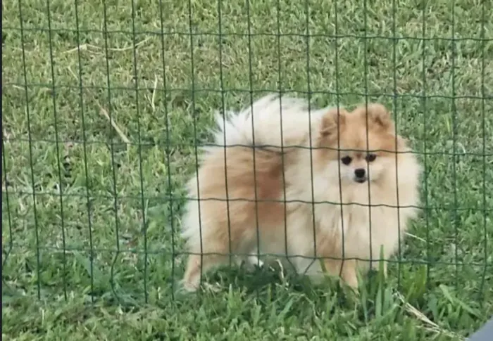 Spitz Alemão Fêmea Adulta
